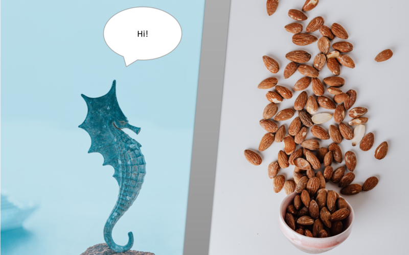 Seepferdchen trifft Mandelkern: Vom Spaß, biologischer Psychologe zu sein Seepferdchen trifft Mandelkern: Vom Spaß, biologischer Psychologe zu sein